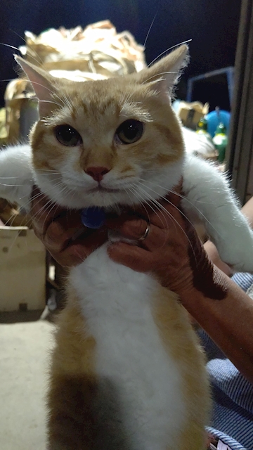 にゃおくん