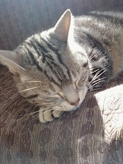 豊橋トレンディーおじ