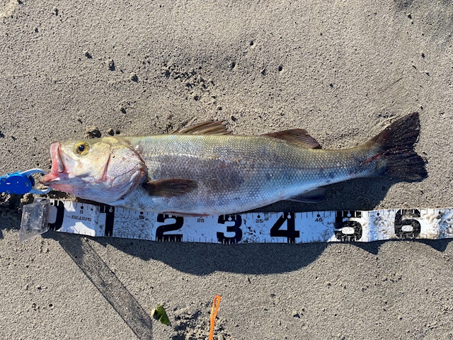 seabass