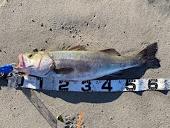 seabass