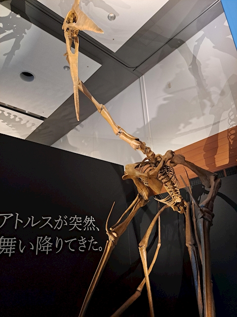 マフティー