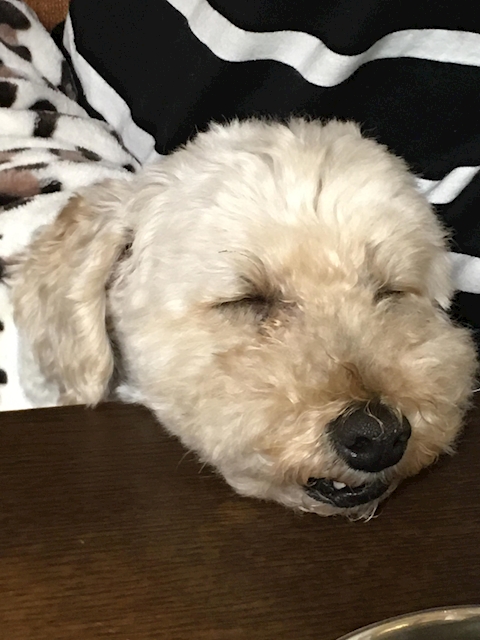 デ部顧問