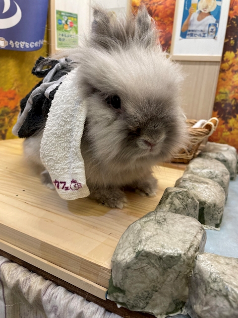 ゆきちさとし