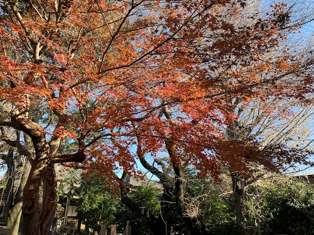 _memberNameHeader
