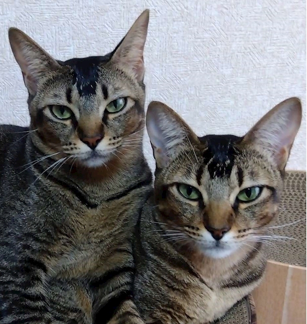 さちふく