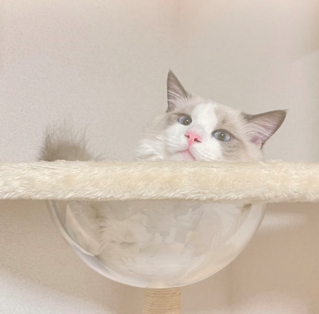 いとさん.