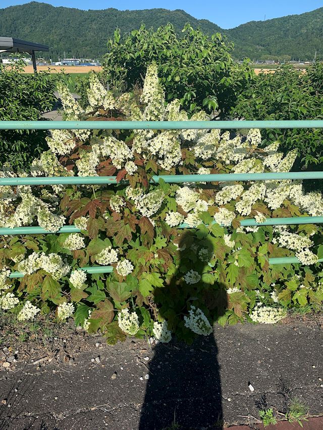 体験談画像