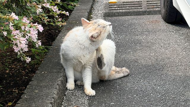 体験談画像