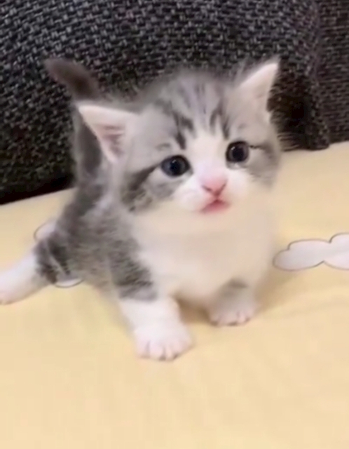にゃんたんたん
