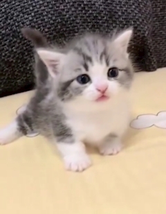 にゃんたんたん