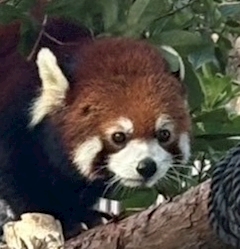 タレ目のヤカラ