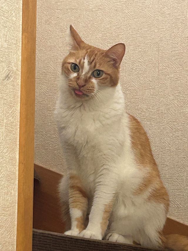 体験談画像