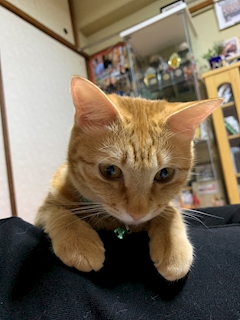 インシュリン