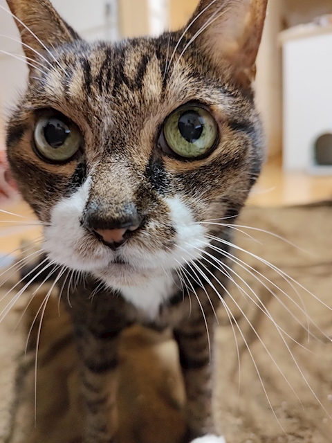 猫吉