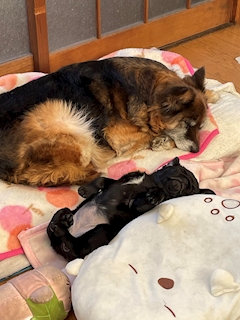 男は黙ってサッポロ