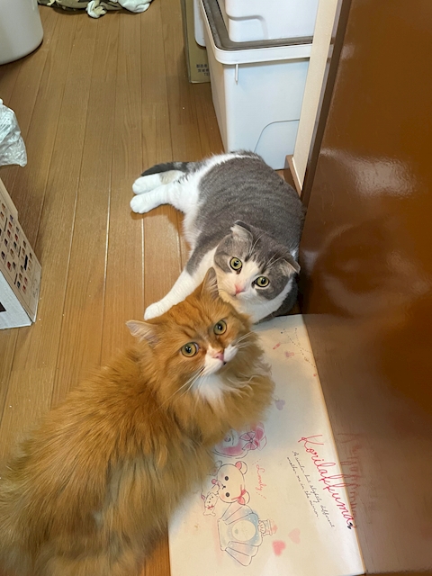 ぶやん
