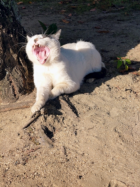 かぁぁぁくん