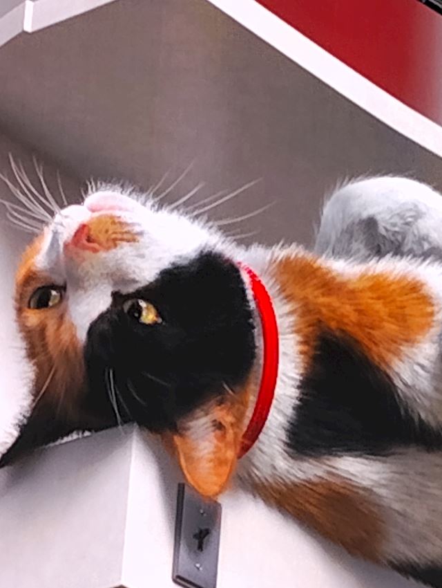 体験談画像