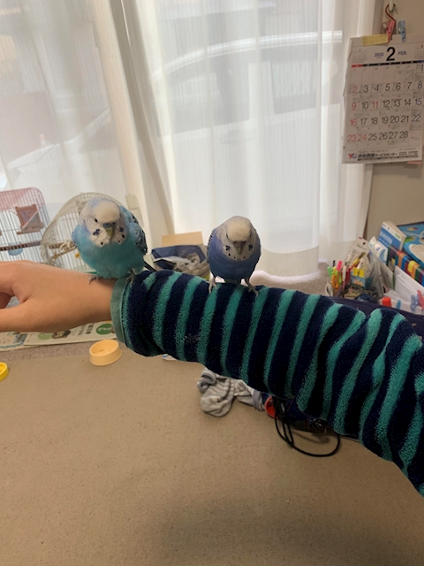 インコ2