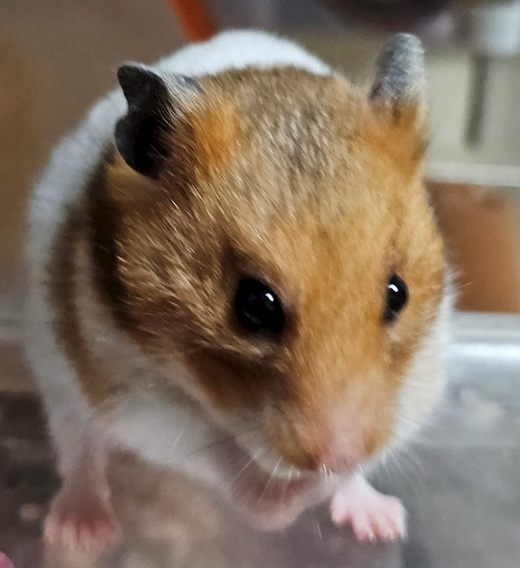 ユトナ
