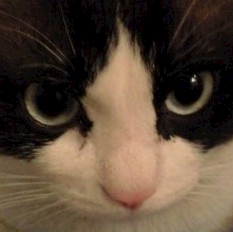 イケメンの猫