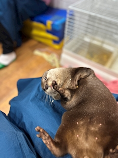 ねこにまたたび