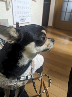 ペロ.リーヌ