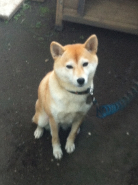 すとるふ