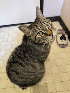 づゅ