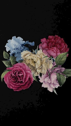 コンニチハクドウ