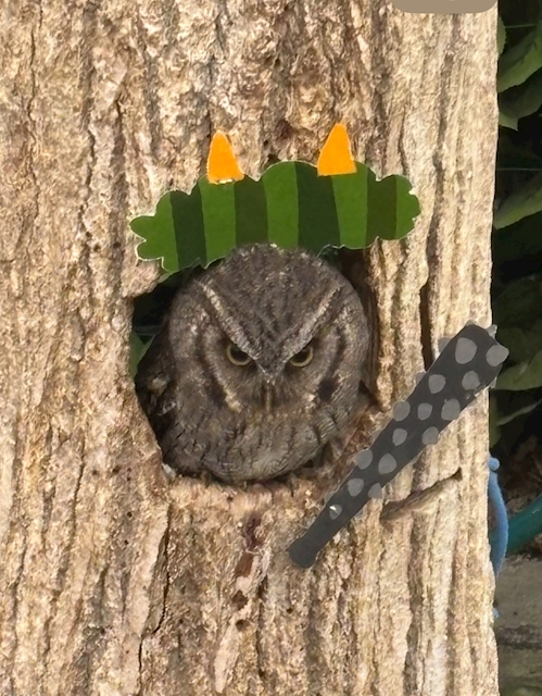 まめそら