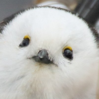もふもふ。