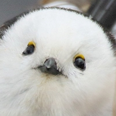 もふもふ。