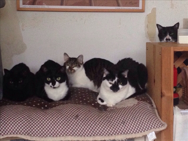 ただのすけ