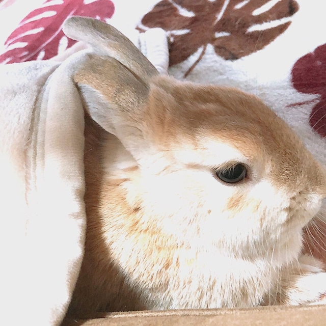 kかつし