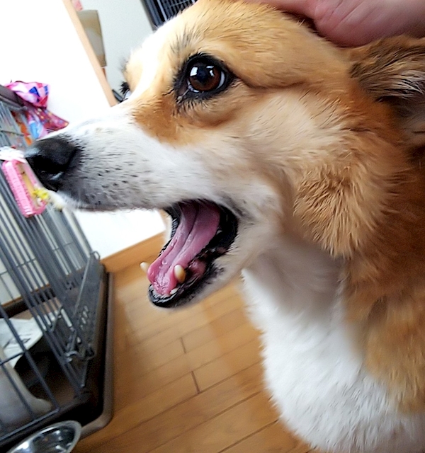 コーギー