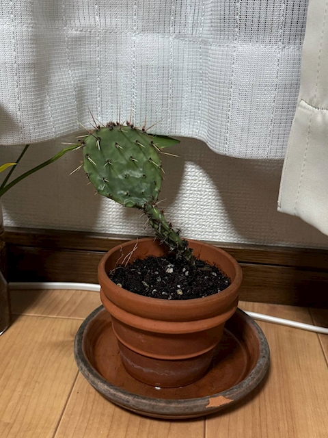 全自動ひまわり