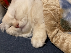 ﾈｺﾁｧﾝ