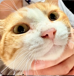 ゴンポンゴロ