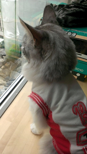 _memberNameHeader