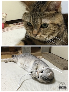 （退会ユーザー）