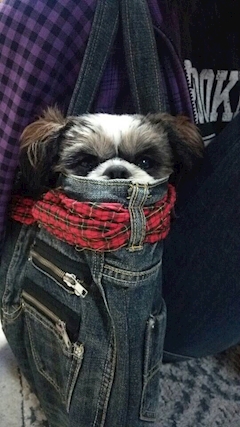 うわさの