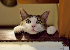 電 猫