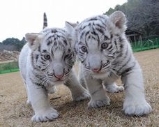 Tiger Shot