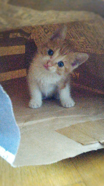安キャバの帝王