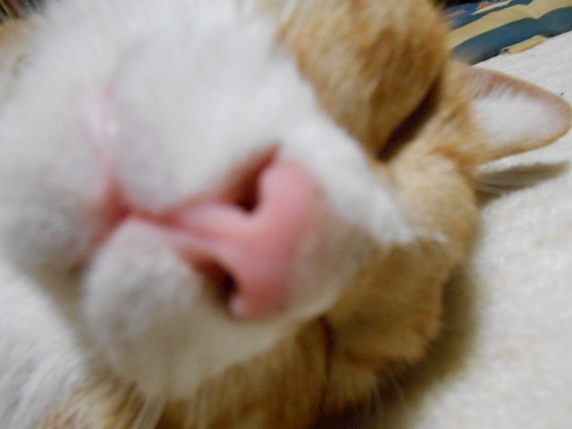 うすしお