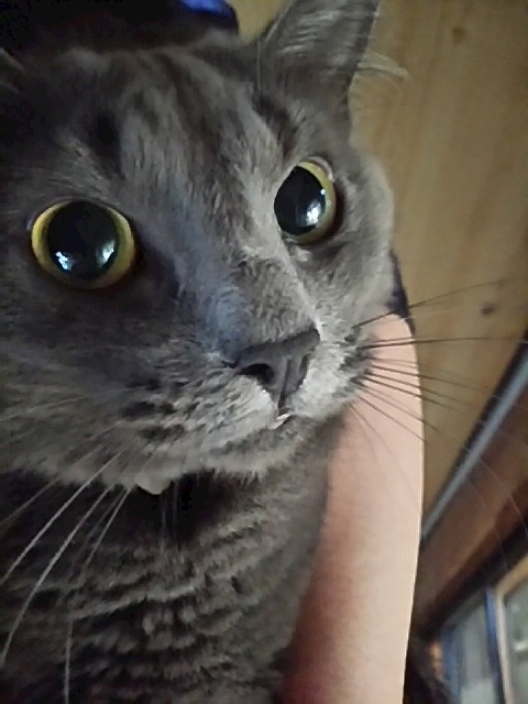 ひかる(*´∀｀)