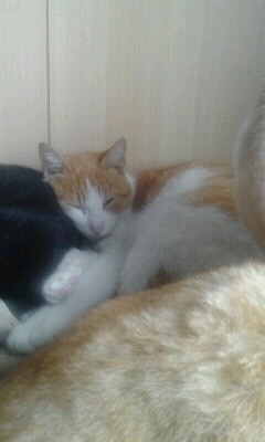 うえまこ