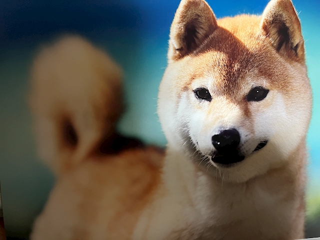 YOUの司