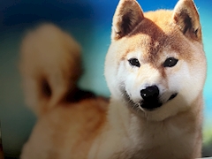 YOUの司